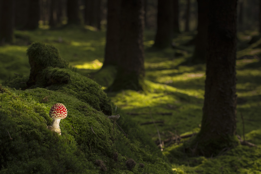 3. Platz Anton Kienle